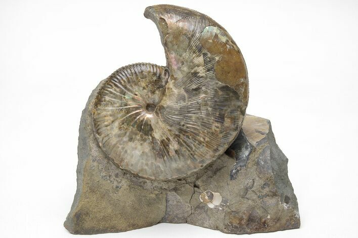 Iridescent Hoploscaphites Ammonite Fossil - South Dakota #209696